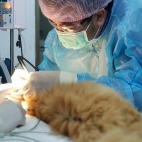 Orthopedic surgery